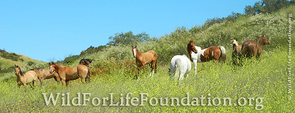 Rescued mustangs saved from slaughter